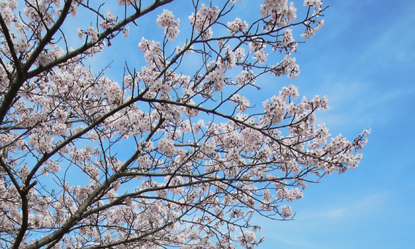 青空をバックに咲き誇る桜の花。新しいことにチャレンジする気力が漲ります。